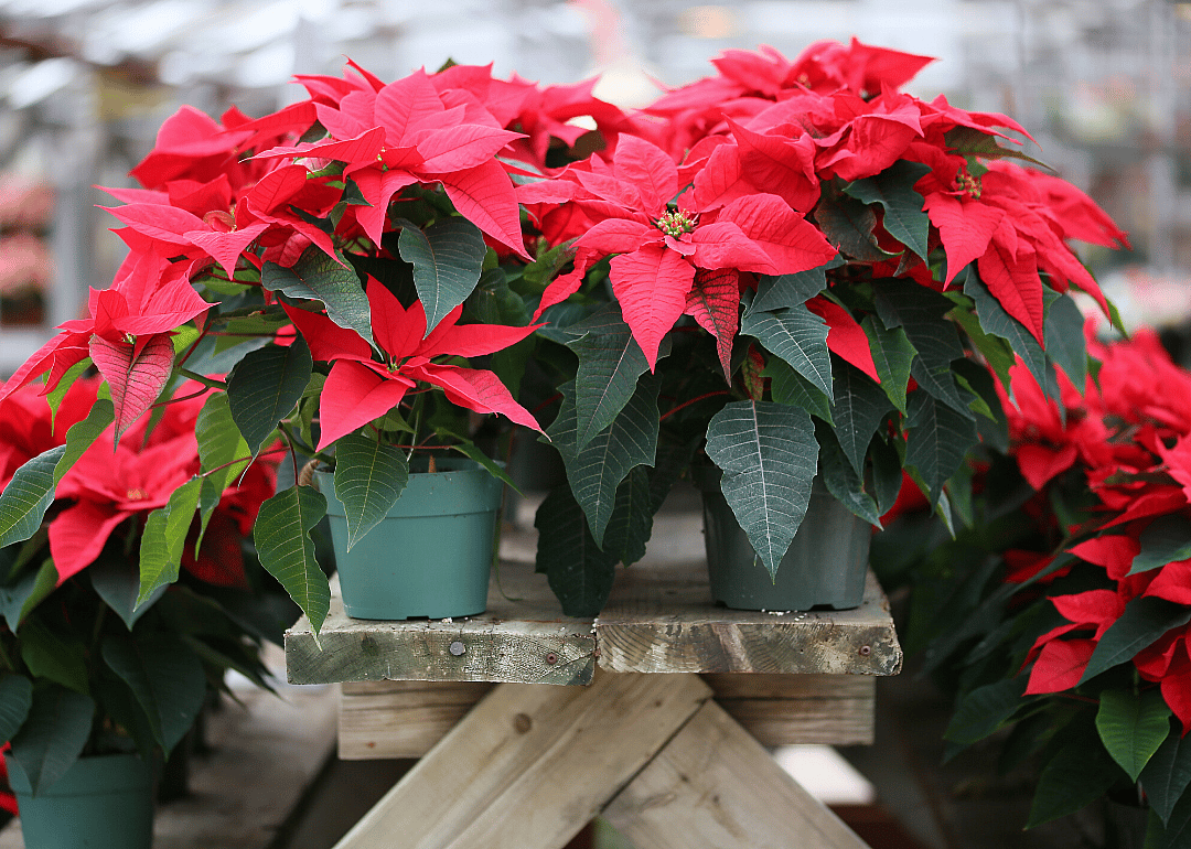 Dec. 12: National Poinsettia Day