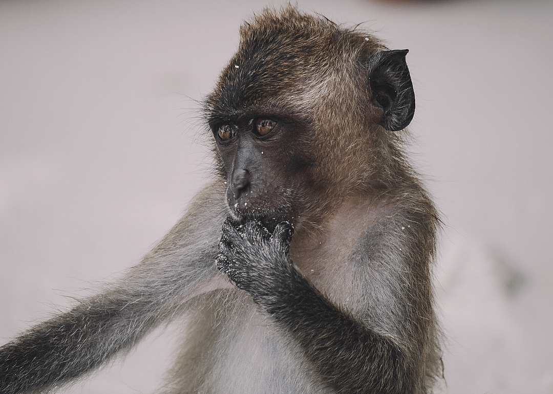 Dec. 14: National Monkey Day