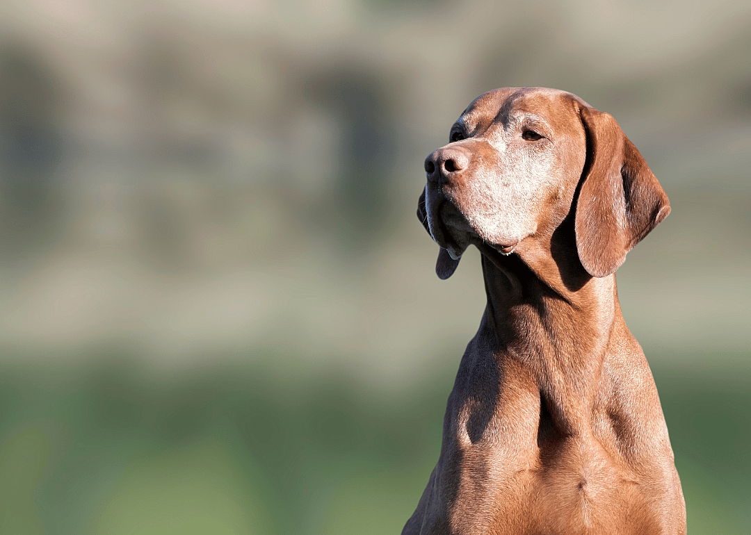 An older brown dog with white on his face.