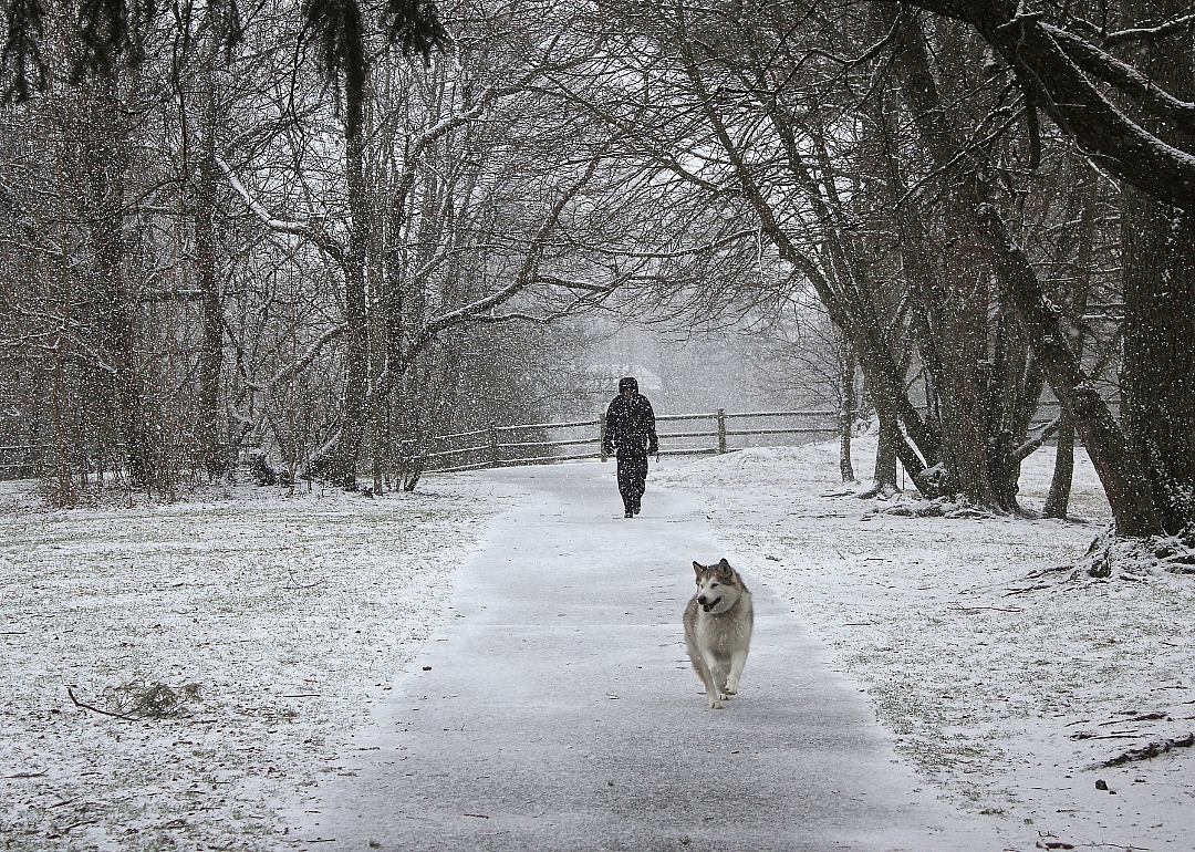 A person walking with a husky in the snow.