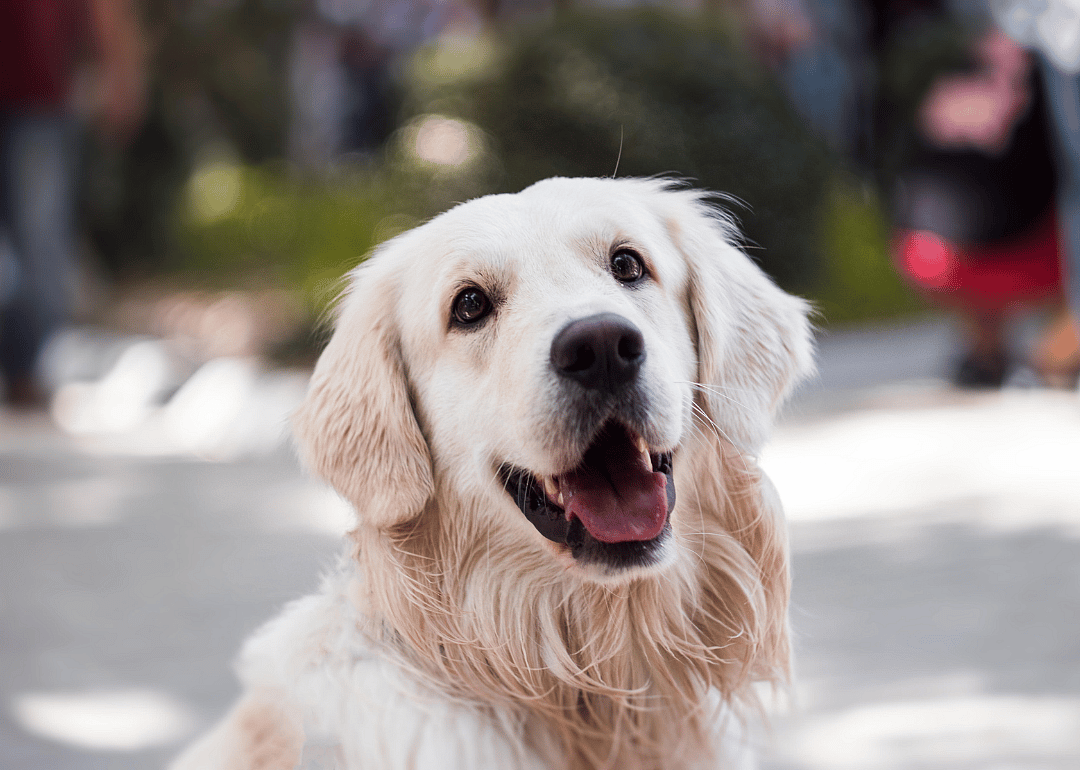 A golden retriever.