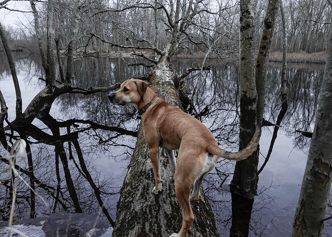 A brown dog on a fallen tree over the river.