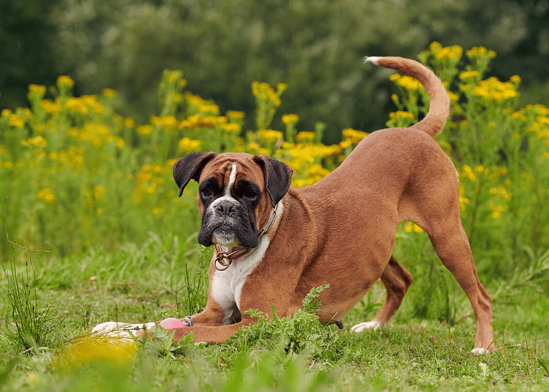 A boxer dog kneeling down to get a ball.