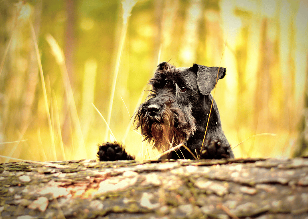 A black miniature schnauzer looking over a log.