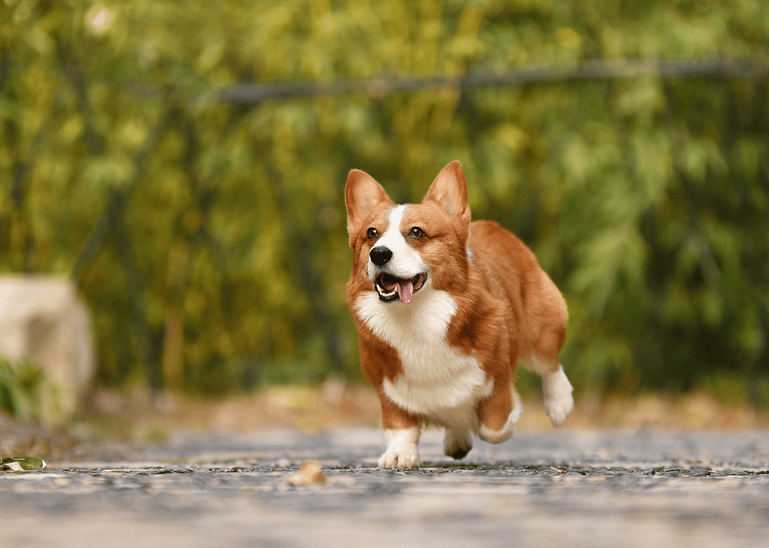 A brown-and-white corgi running.