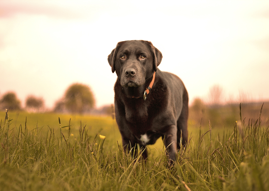 A black Labrador in a field.