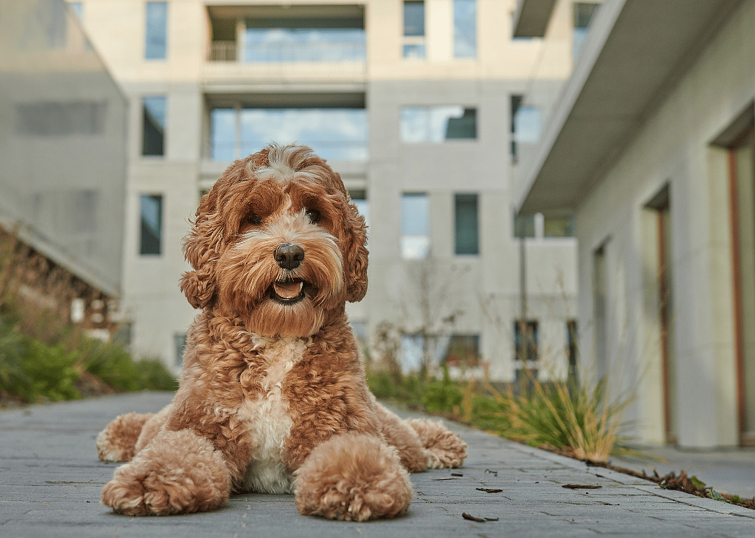 A brown labradoodle sitting on a sidewalk.