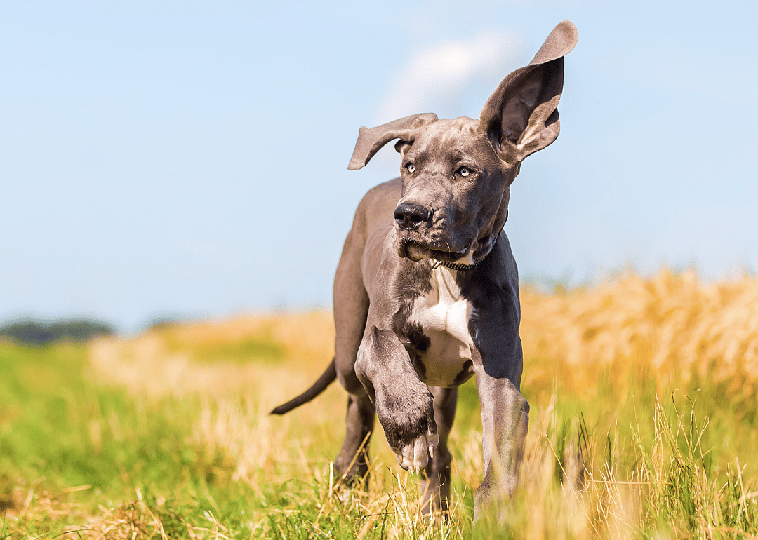 A gray great dane puppy in a meadow.