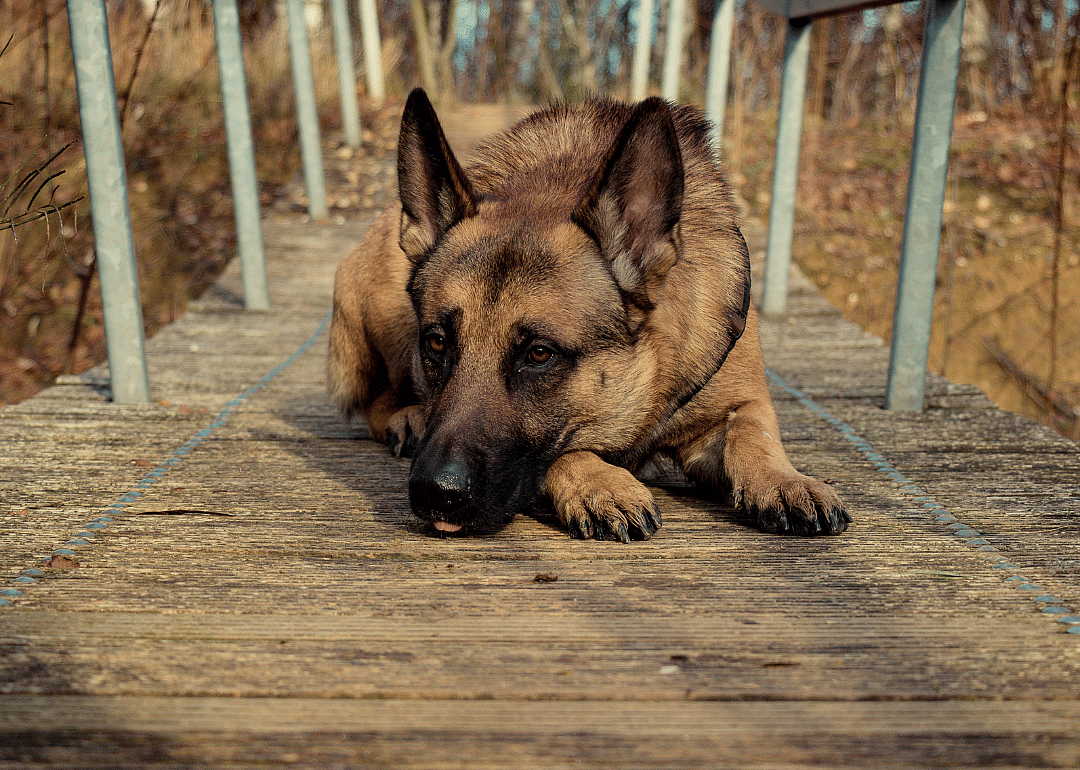 A German shepherd lying on a wooden bridge.