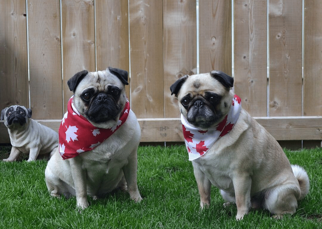 #39. @minniemaxpugs