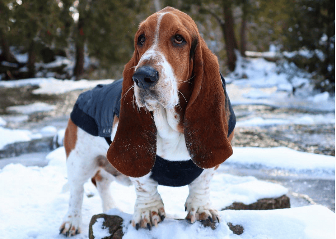 #29. @deanthebasset