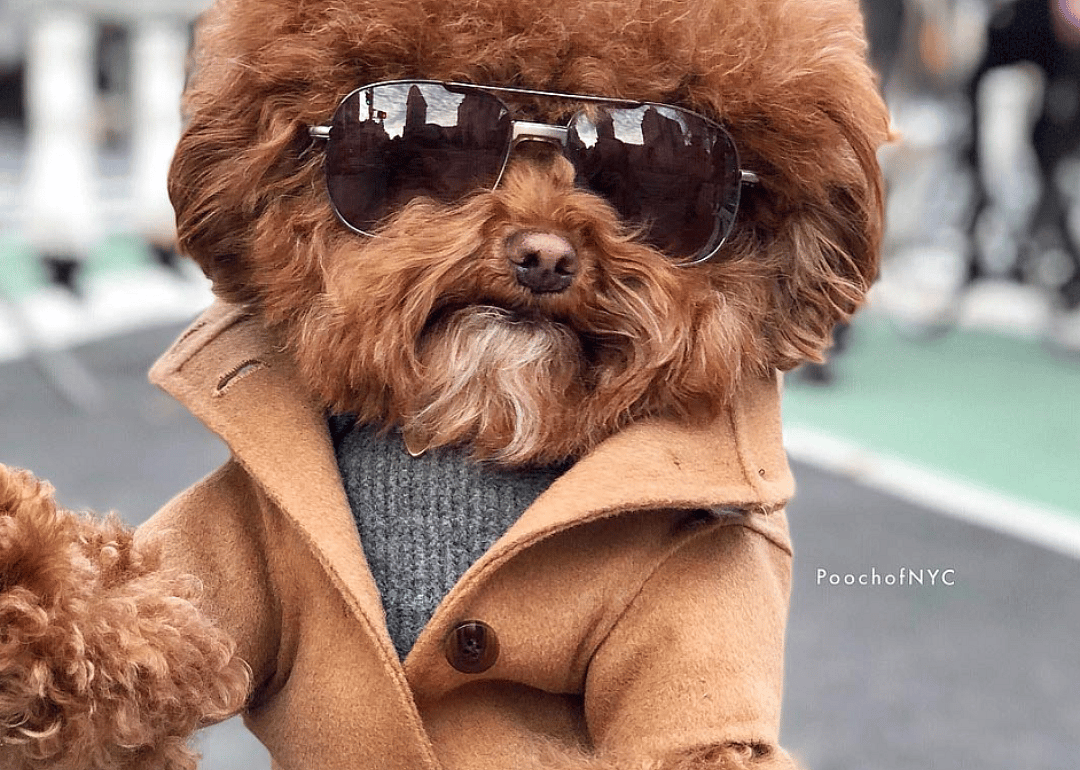 #37. @poochofnyc