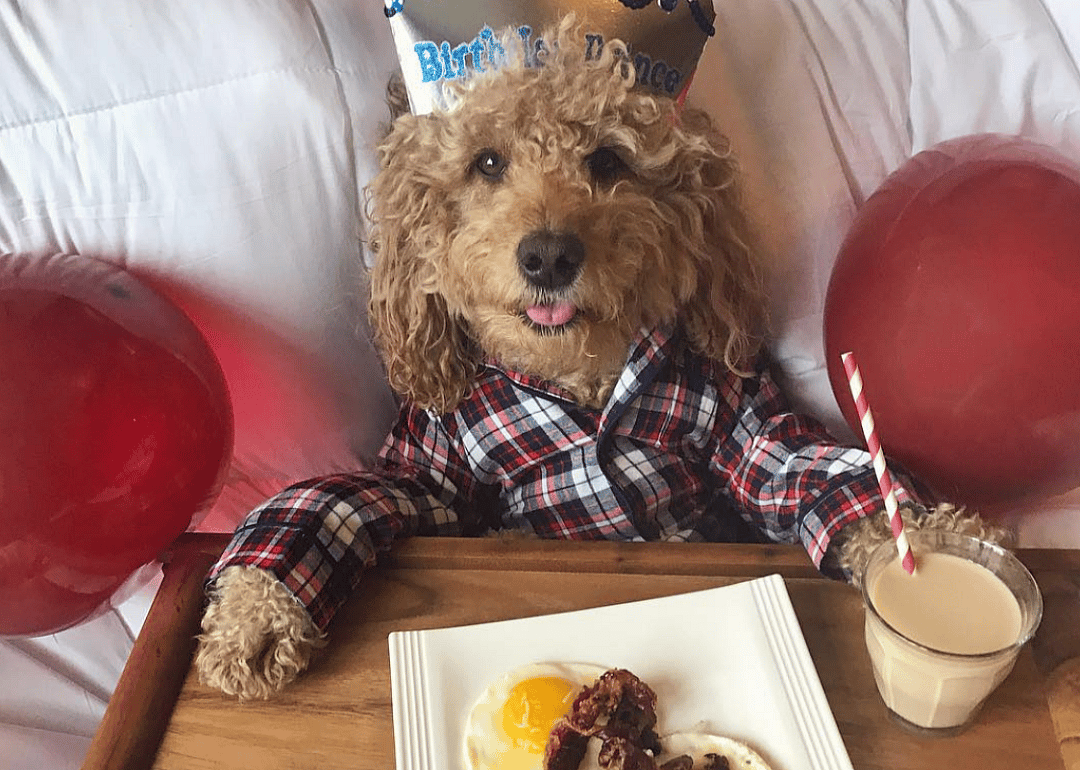 #30. @samsonthedood