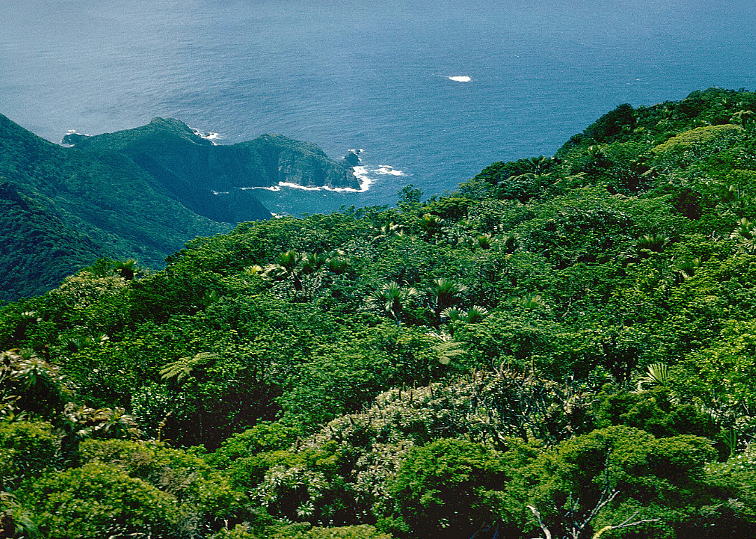 Gnarled mossy cloud forest, Lord Howe Island