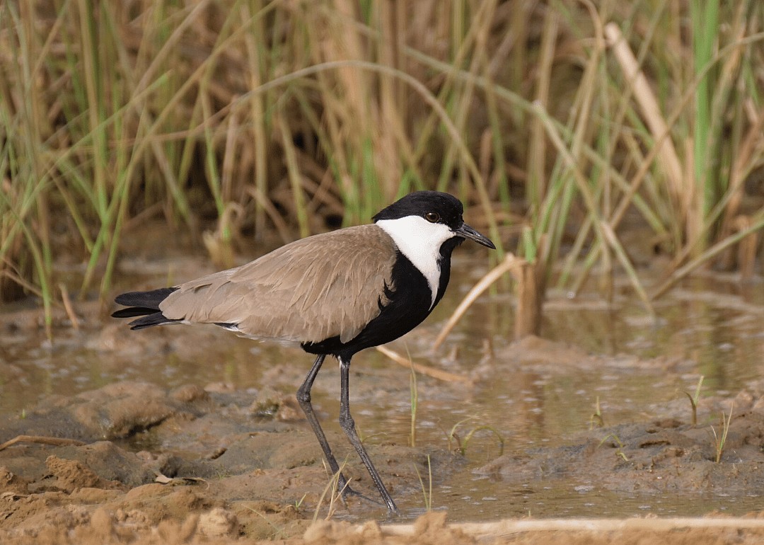 Gonakier forests of Senegal river floodplain