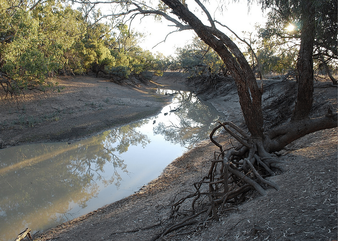 Coolibah – Black Box woodlands