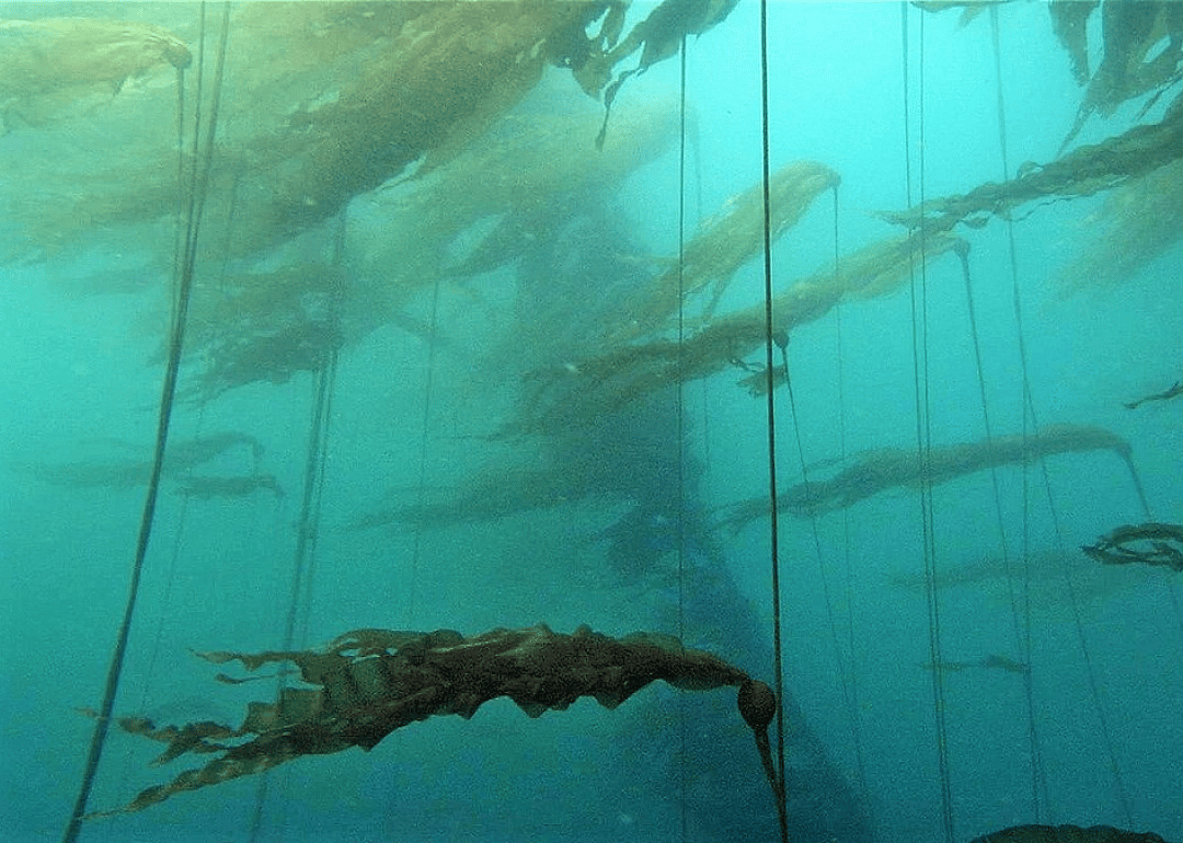 Giant kelp forests, Alaska