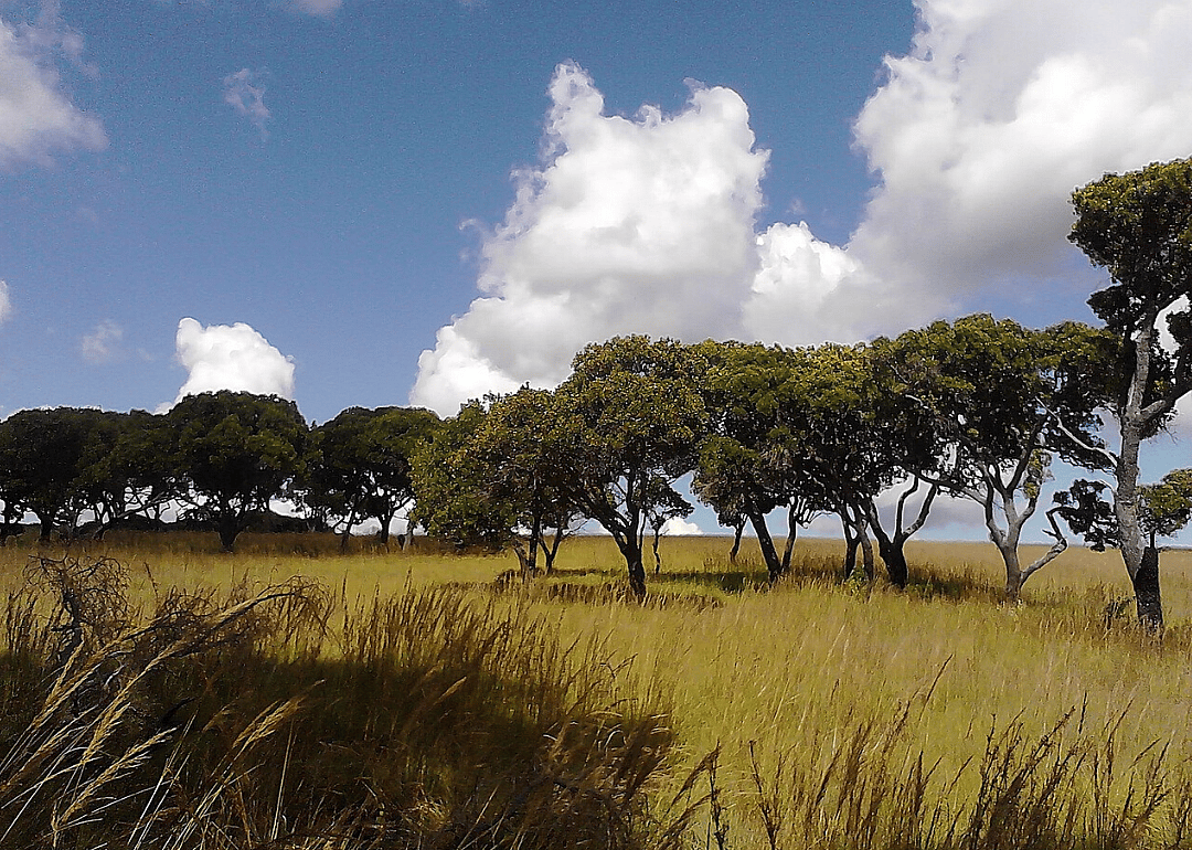 Tapia forest