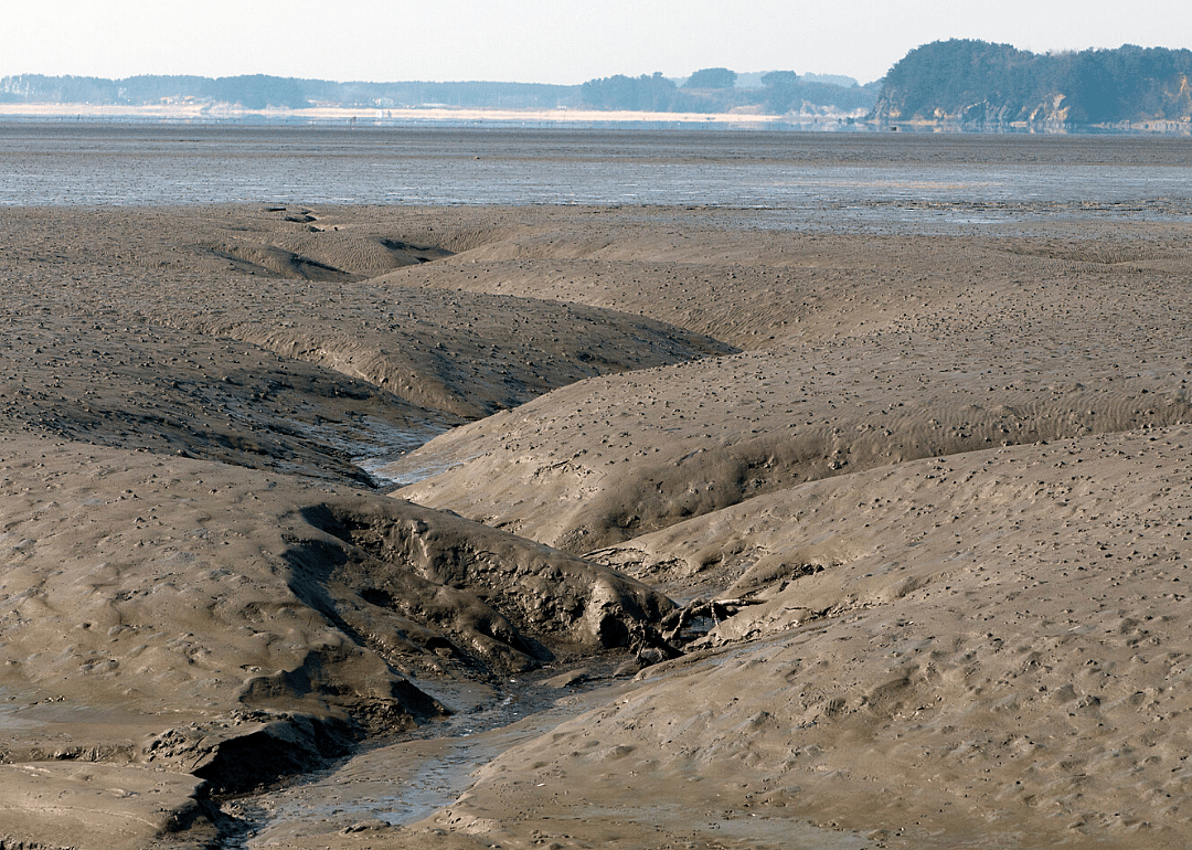 Tidal flats of the Yellow Sea