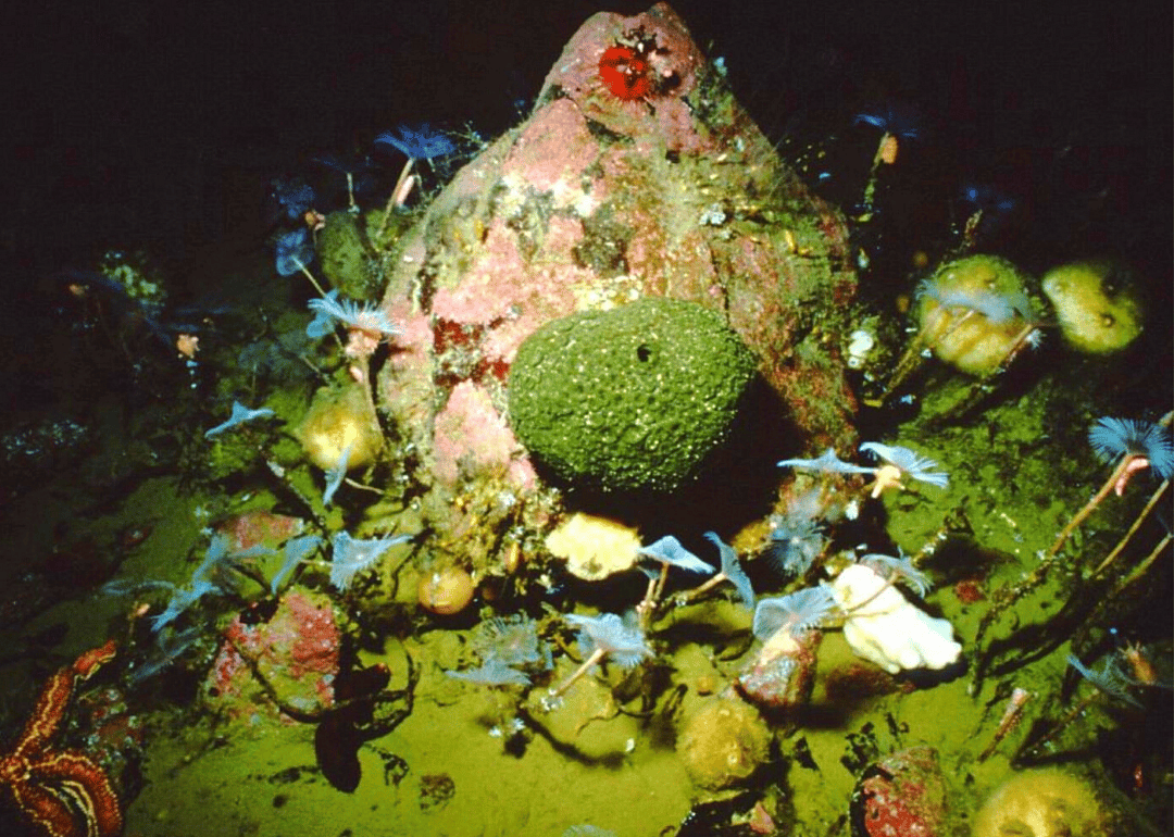Antarctic shallow invertebrate-dominated ecosystems