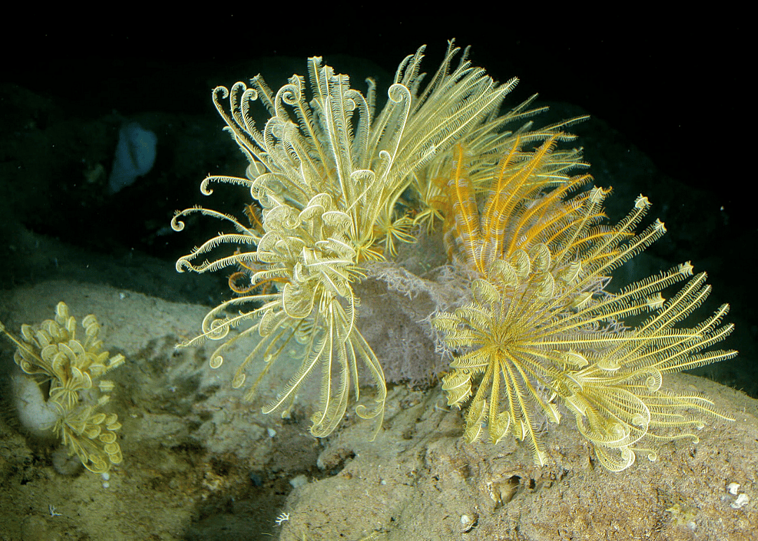Meso-American Reef