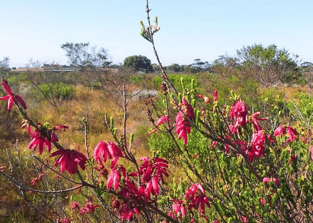 Cape flats sand fynbos