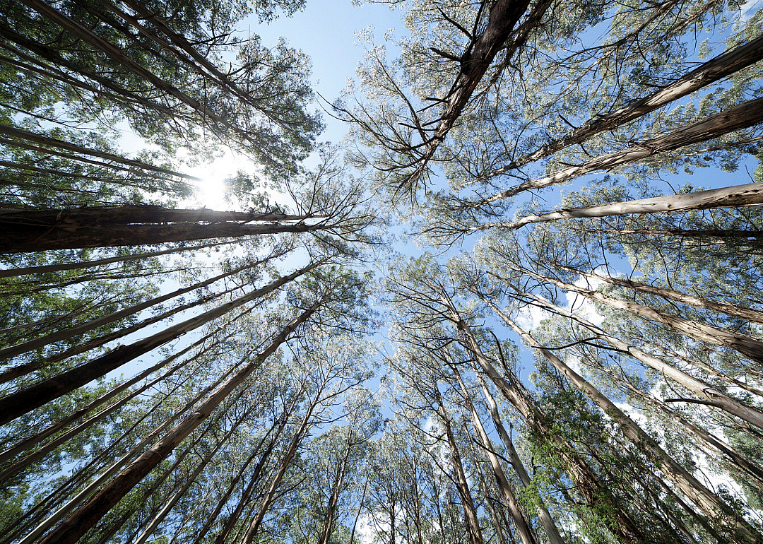 Mountain ash forest