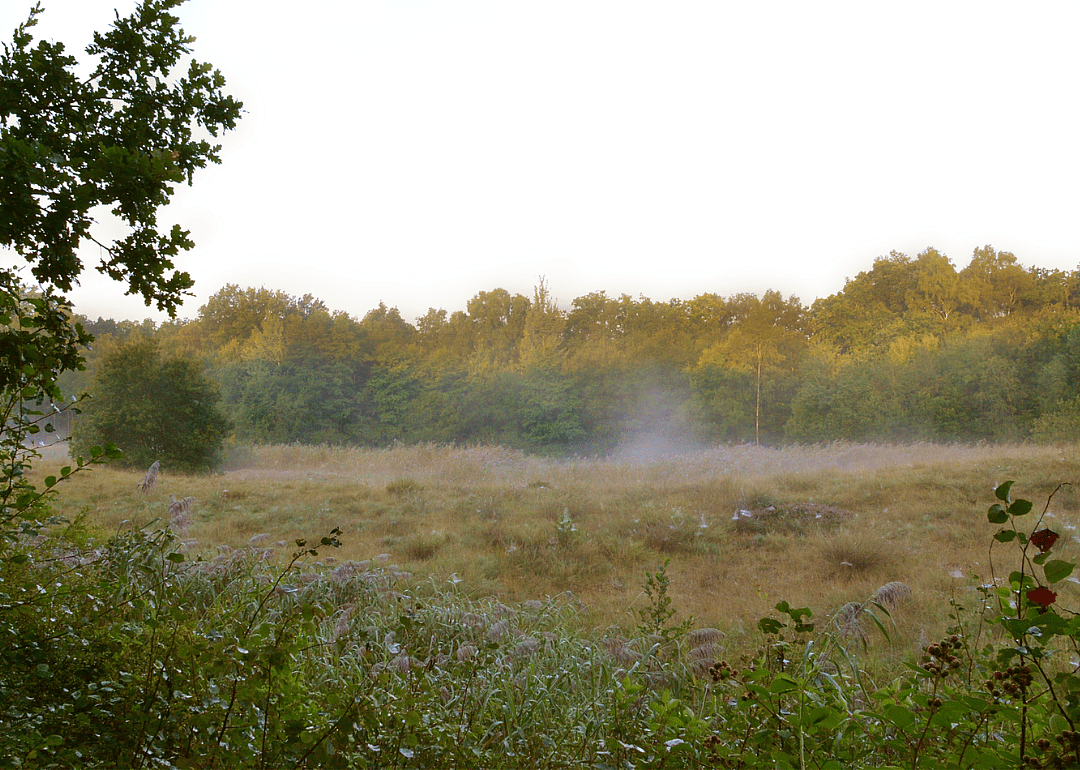 Raised bogs of Germany