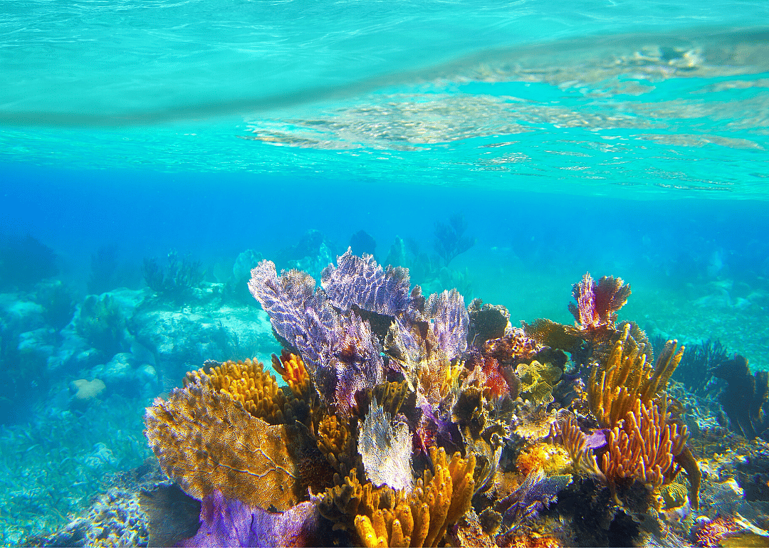 Caribbean coral reefs