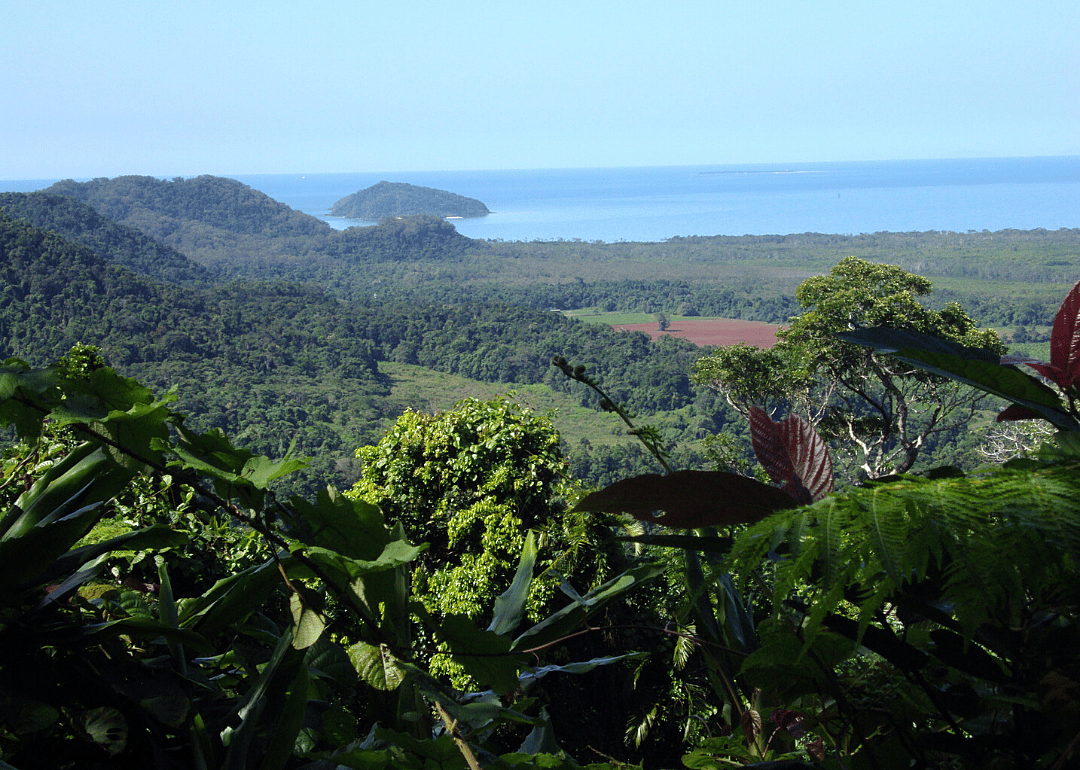 Coastal lowland rainforests of Queensland tropics