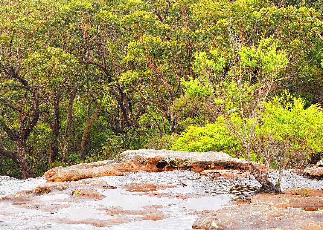 Coastal sandstone upland swamps
