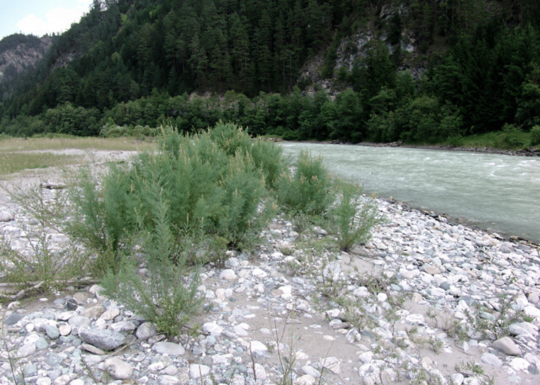 German tamarisk-pioneer vegetation