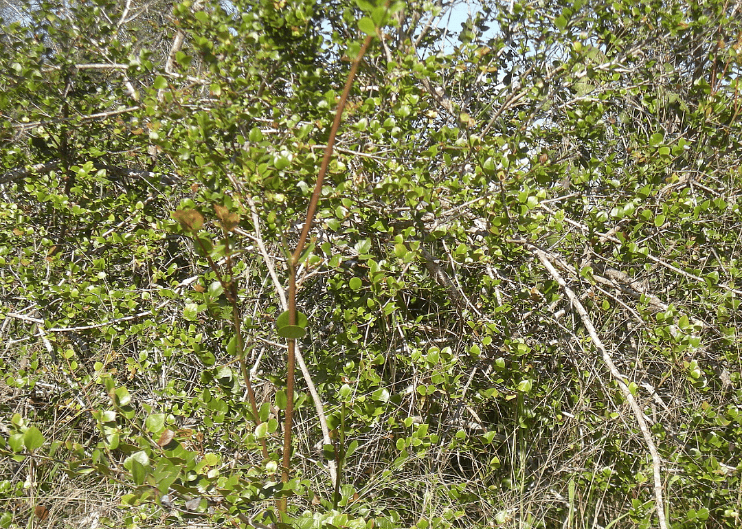 Vine thicket in Southeast Australia