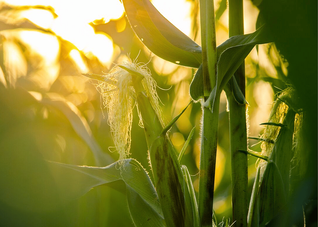 The US is the world's leader in corn production