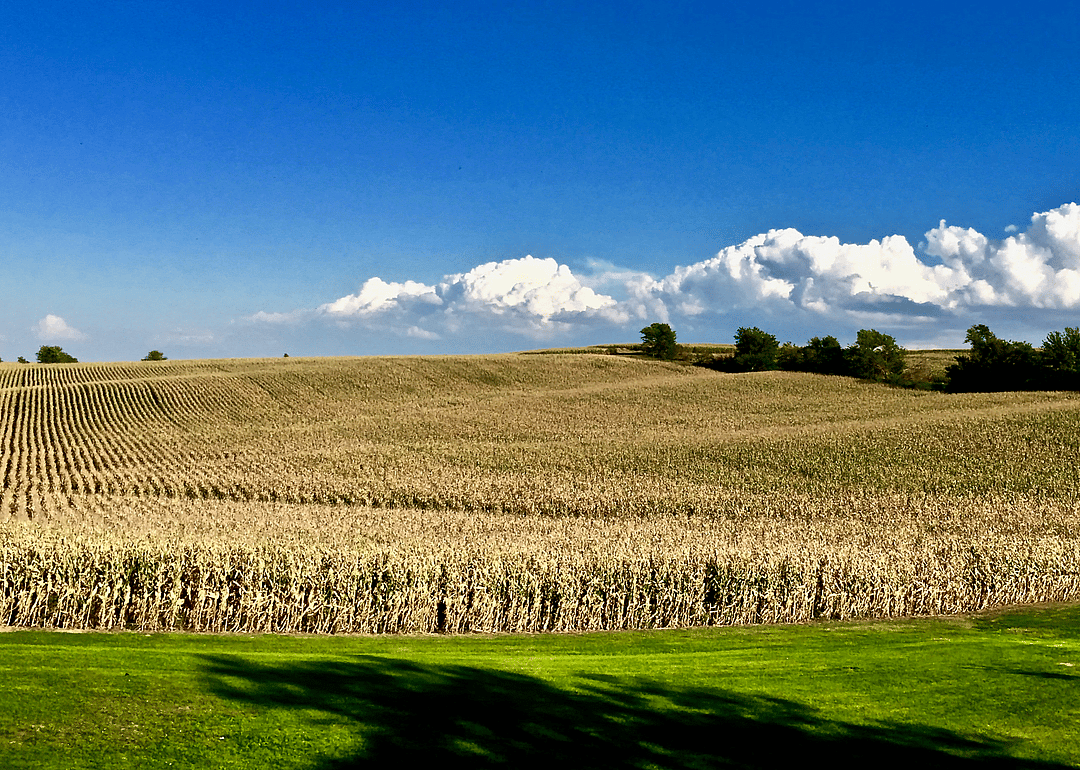 #29. Iowa