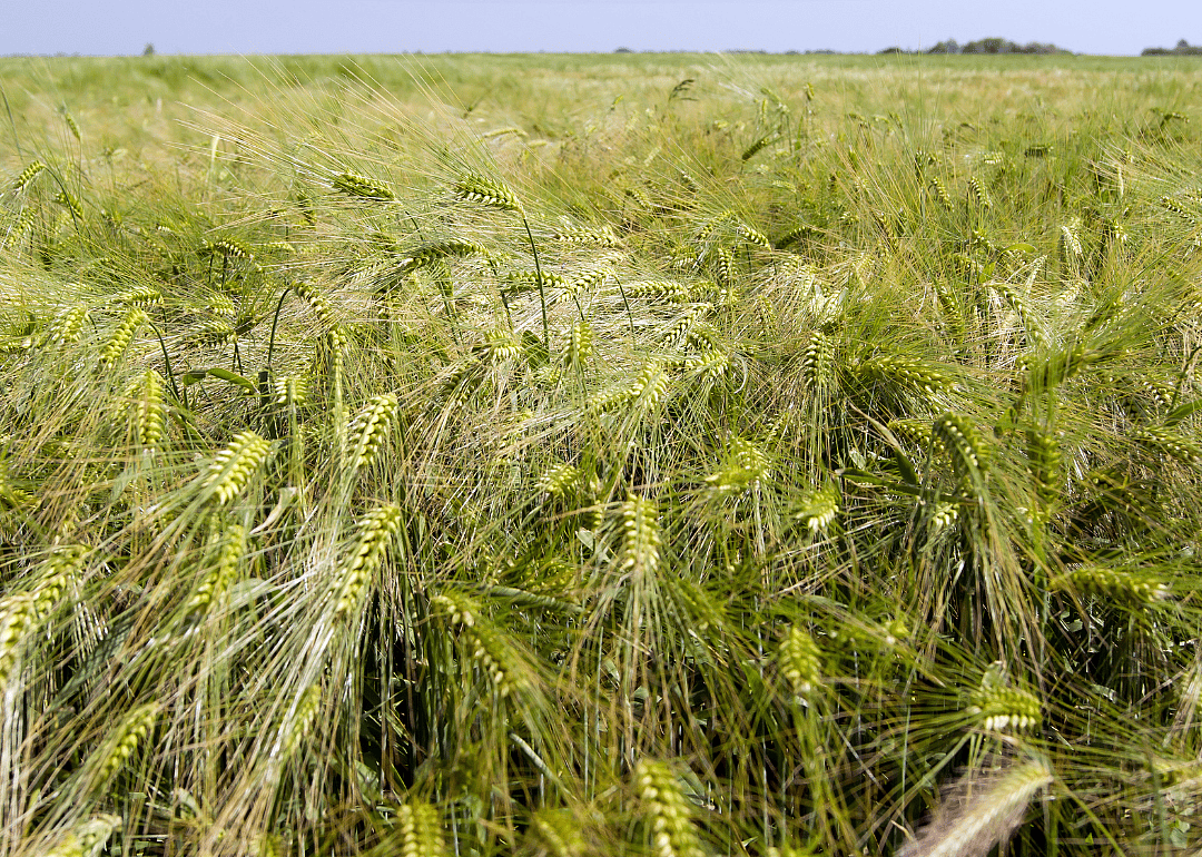 A field of barley.