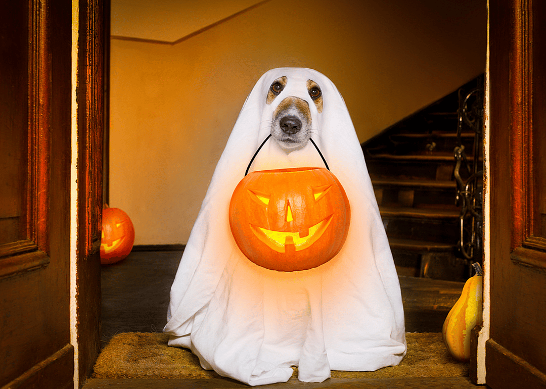 Increase in dressing up pets