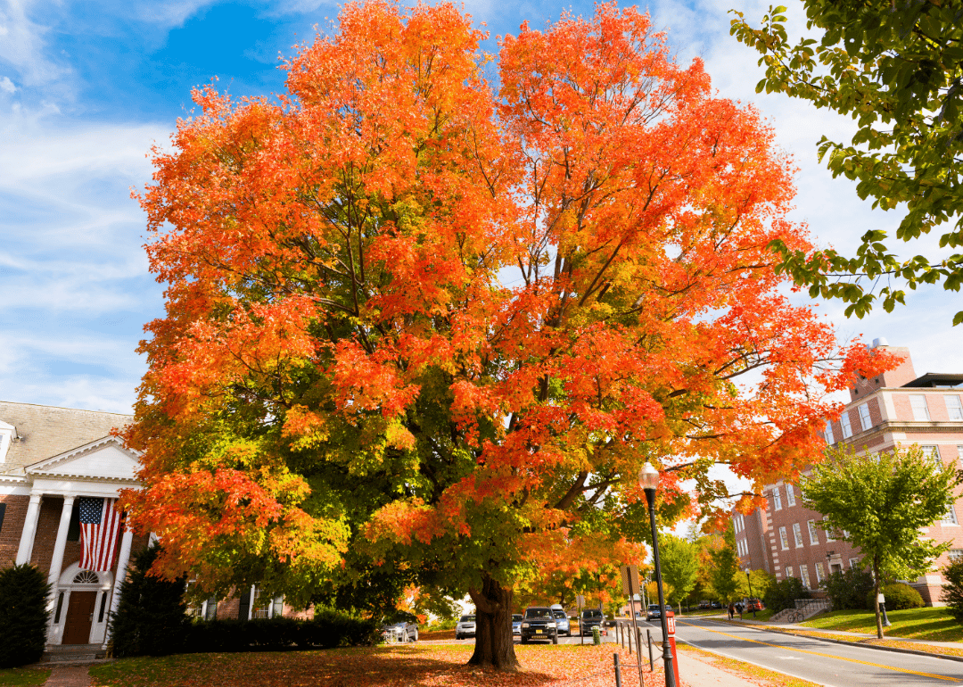 Autumnal tree on a residential street in Hanover.