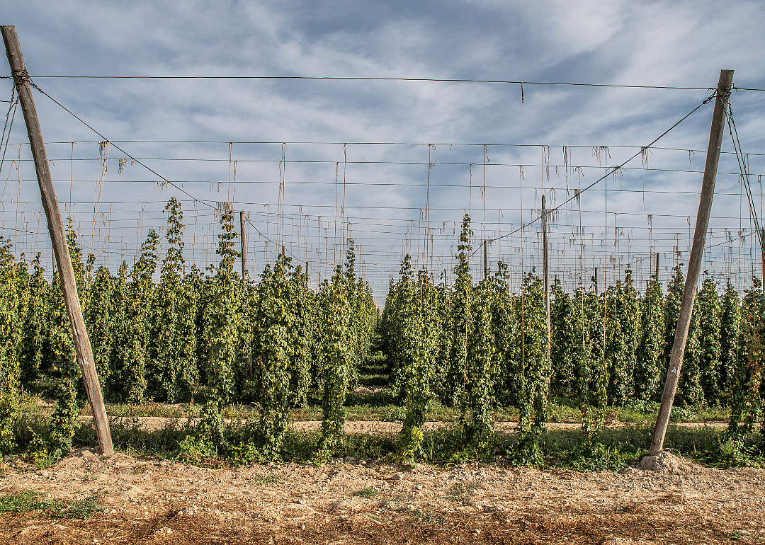 Hops growing in field.