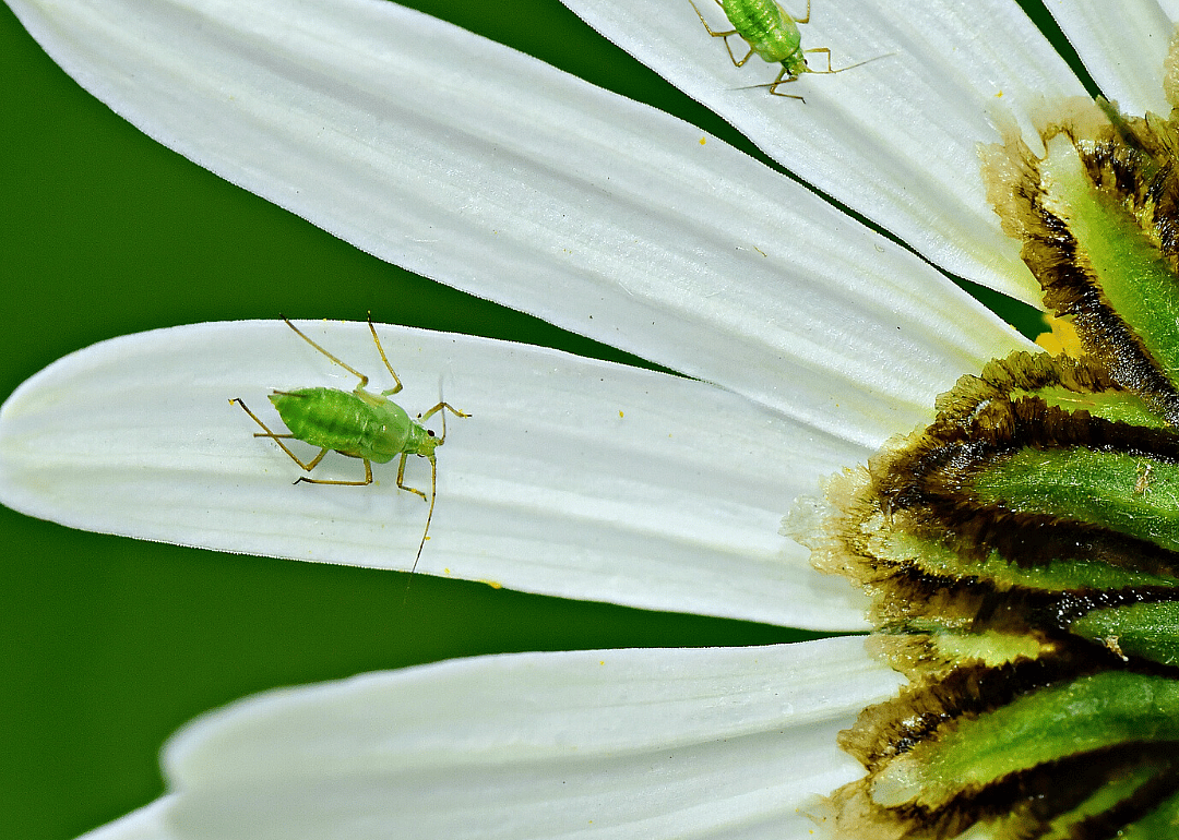 Be on the lookout for pests
