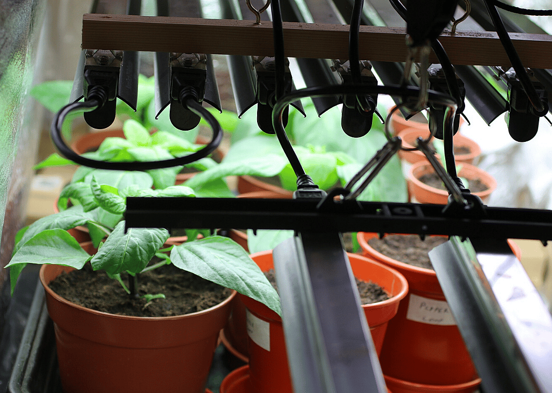 Use a grow light on dark days