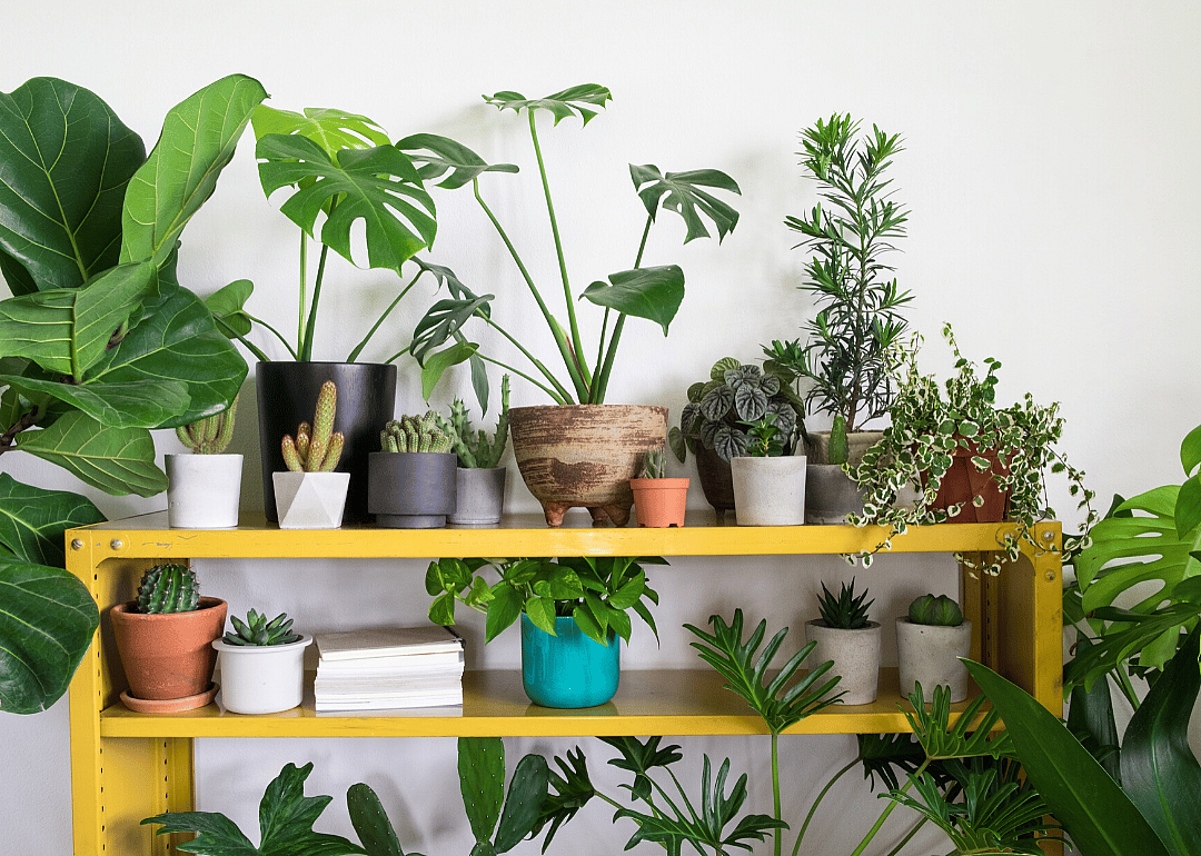 Keep your plants together