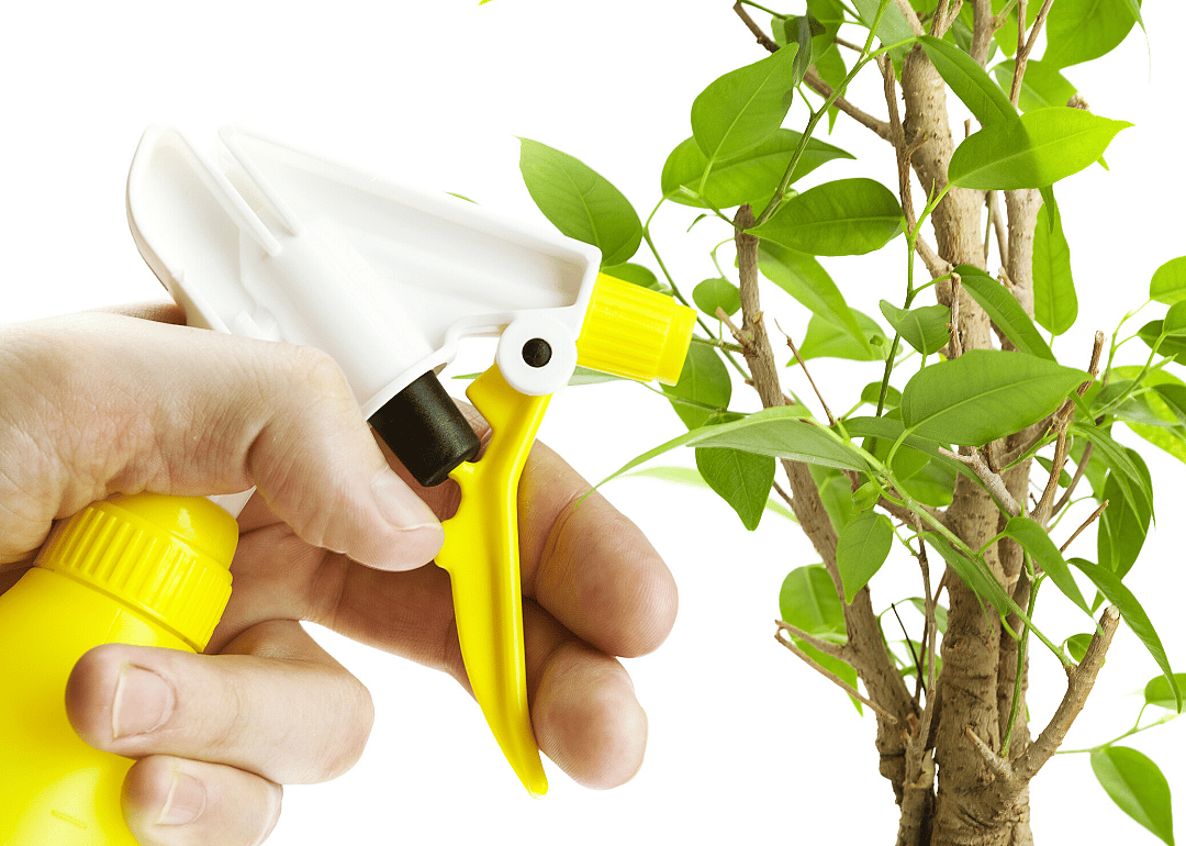 Be strategic with the spray bottle