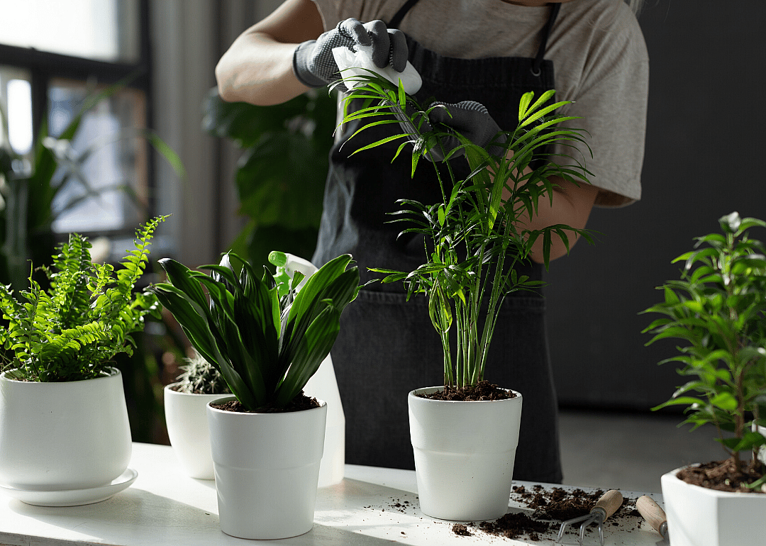 Wipe down plants to keep dust away