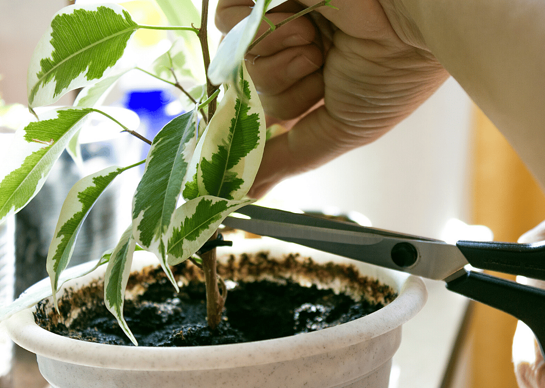 Keep limb growth in check