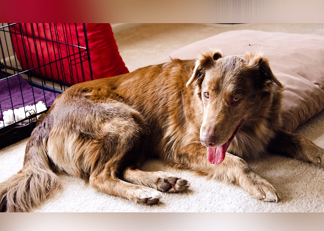 Michigan: Humane Society of Huron Valley