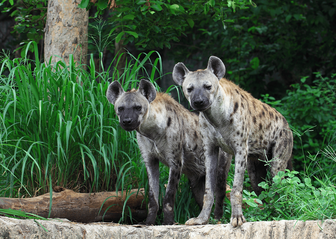 Hyenas
