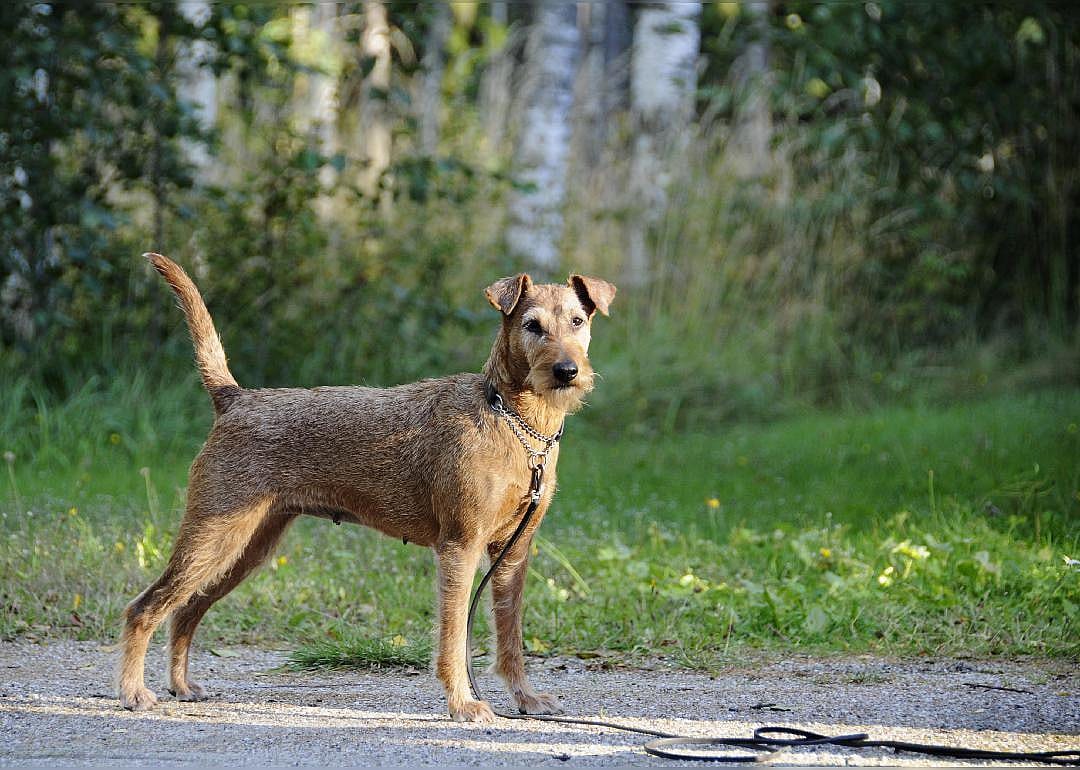 New breeds based on physical attributes