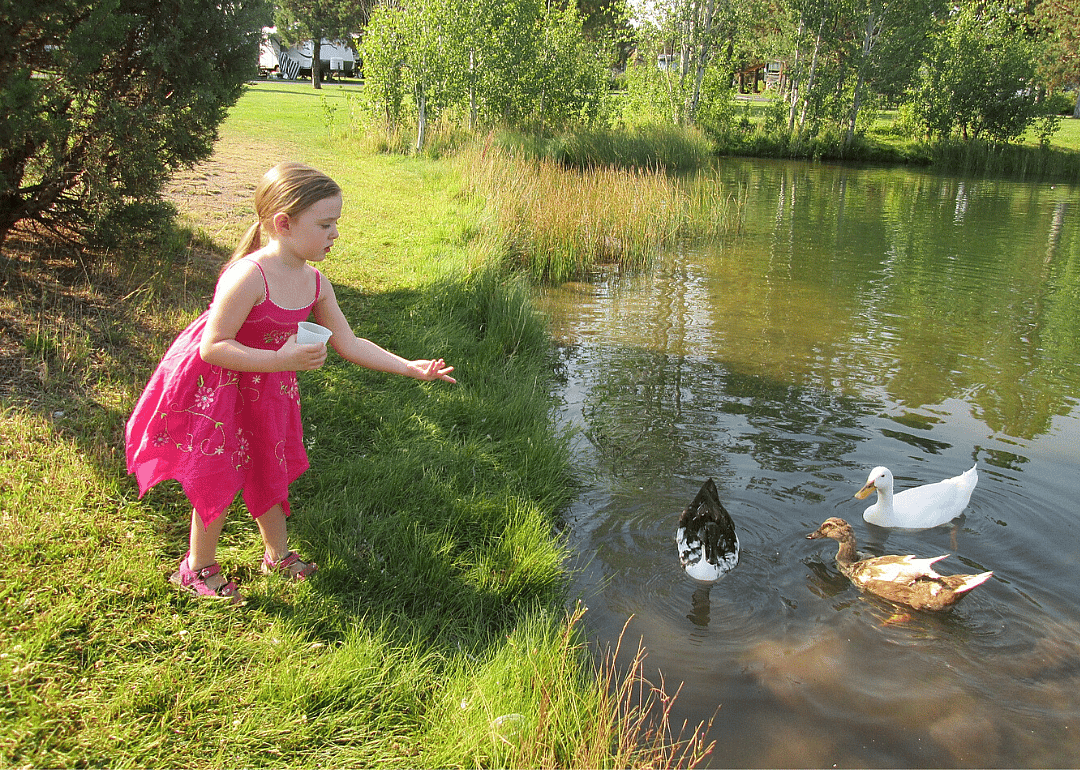 Feed the ducks