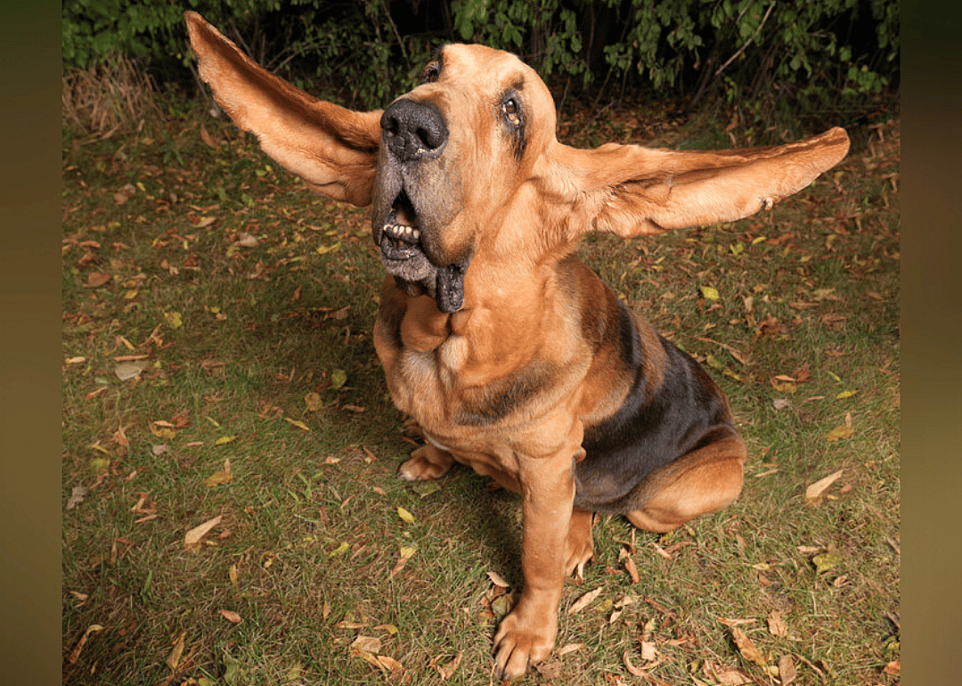 Longest ears on a dog ever